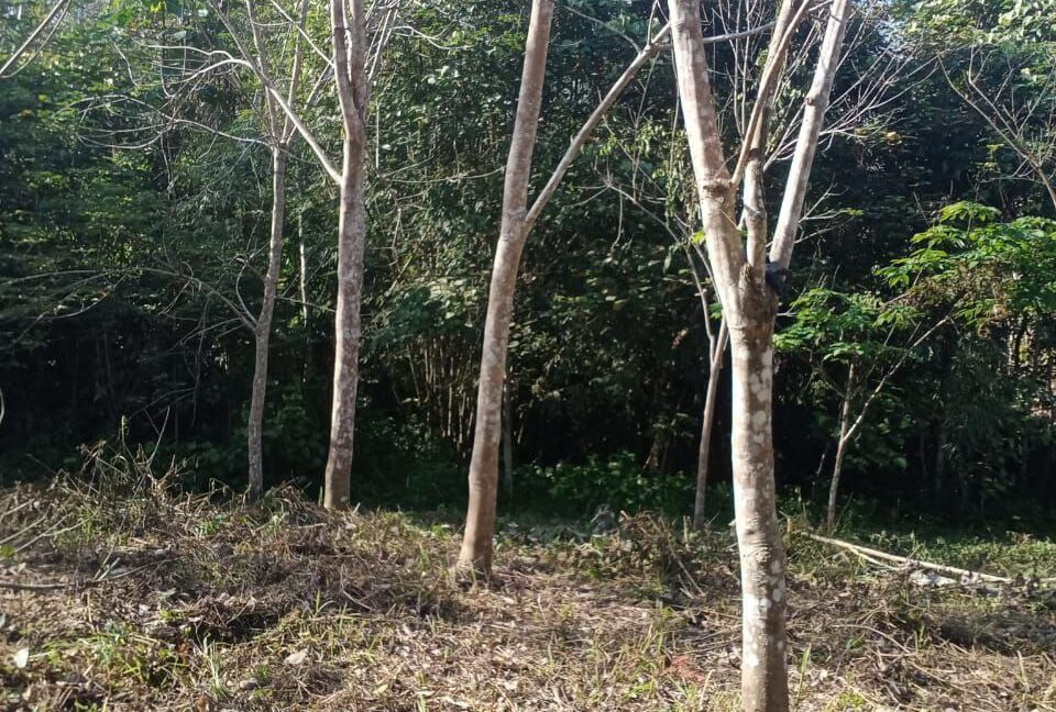 tanah-getah-untuk-dijual-di-kampung-kerunai-gerik-06