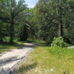 Tanah Kebun Sawit untuk dijual di Batu Kurau