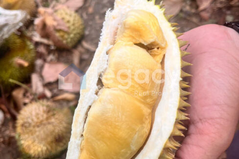 2 Lot Tanah Pertanian untuk dijual di Balik Pulau, Pulau Pinang