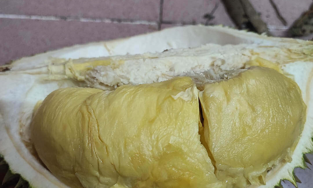 tanah-dusun-durian-tepi-jalan-besar-untuk-dijual-di-kuala-kangsar-03