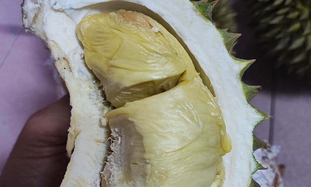 tanah-dusun-durian-tepi-jalan-besar-untuk-dijual-di-kuala-kangsar-06