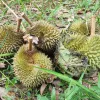 Tanah Dusun Durian Tepi Jalan Besar untuk dijual di Kuala Kangsar