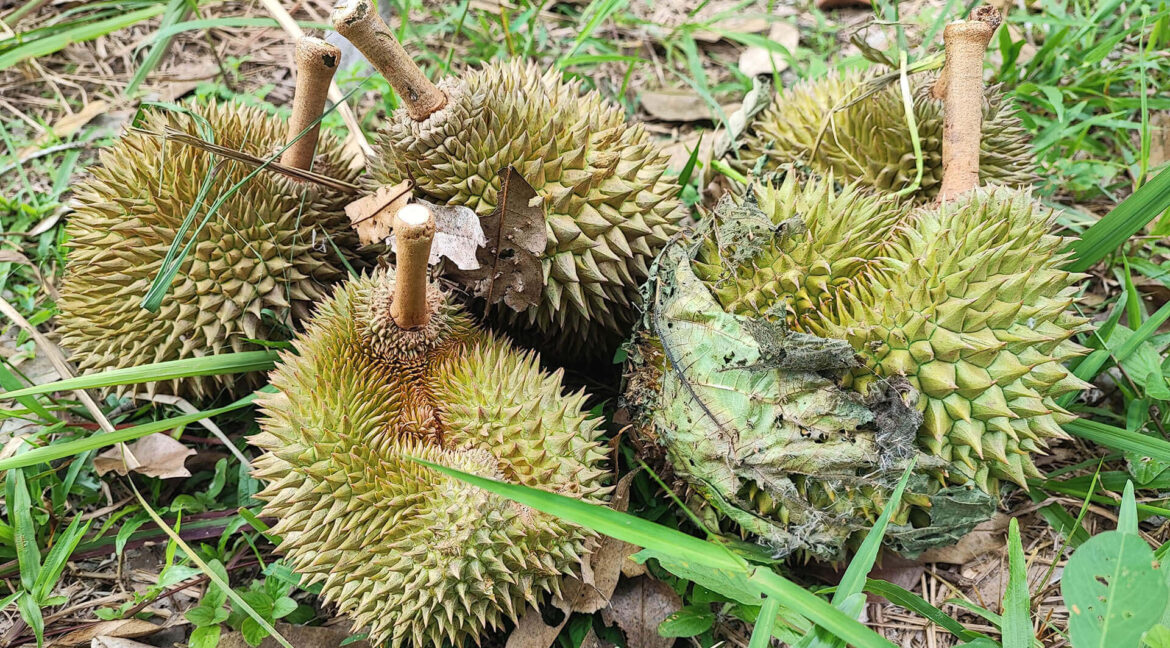 Tanah Dusun Durian Tepi Jalan Besar untuk dijual di Kuala Kangsar