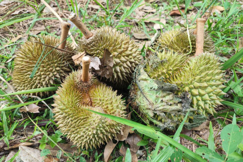 Tanah Dusun Durian Tepi Jalan Besar untuk dijual di Kuala Kangsar