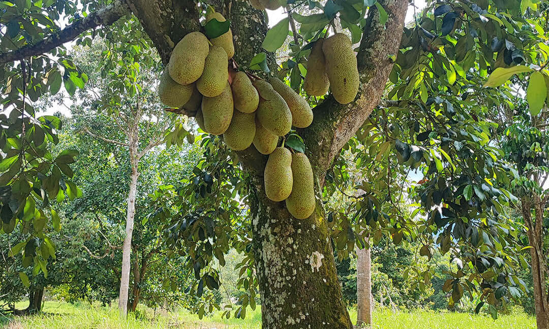 tanah-dusun-durian-tepi-jalan-besar-untuk-dijual-di-kuala-kangsar-10