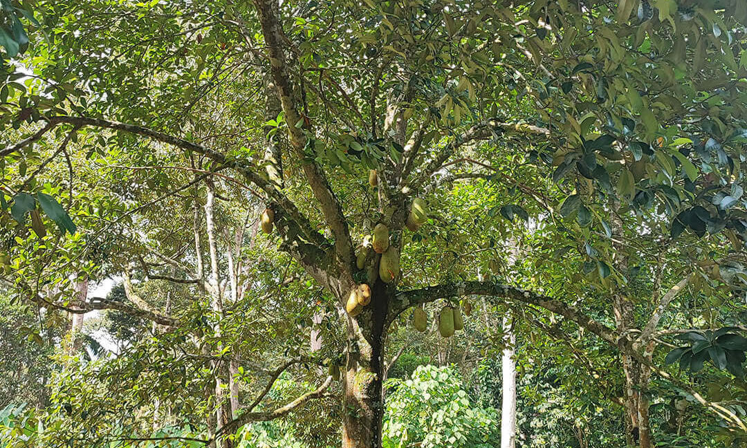 tanah-dusun-durian-tepi-jalan-besar-untuk-dijual-di-kuala-kangsar-11