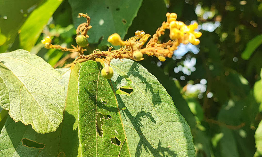 tanah-dusun-durian-tepi-jalan-besar-untuk-dijual-di-kuala-kangsar-12