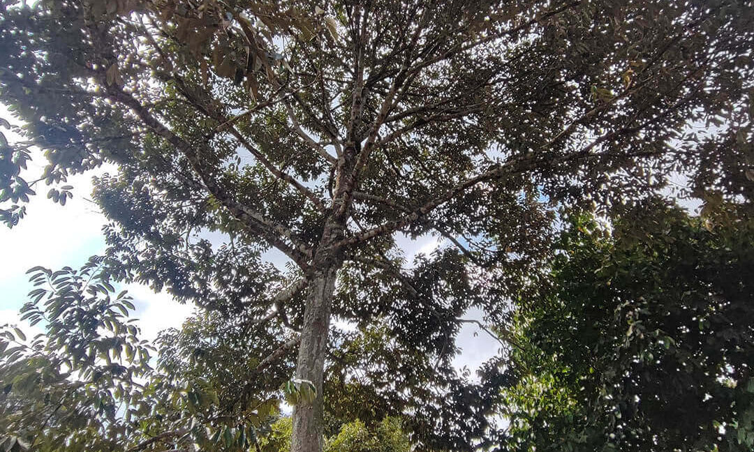 tanah-dusun-durian-tepi-jalan-besar-untuk-dijual-di-kuala-kangsar-13