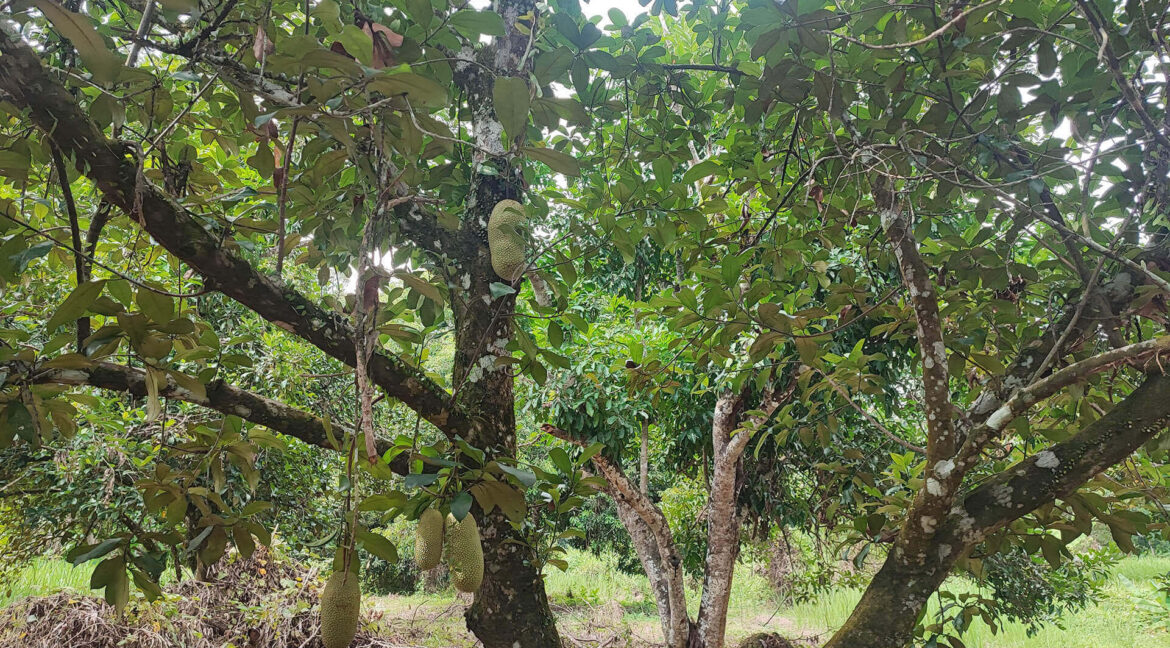 tanah-dusun-durian-tepi-jalan-besar-untuk-dijual-di-kuala-kangsar-14