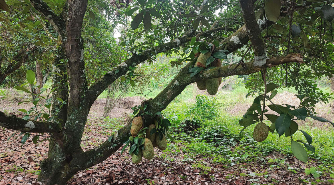 tanah-dusun-durian-tepi-jalan-besar-untuk-dijual-di-kuala-kangsar-15