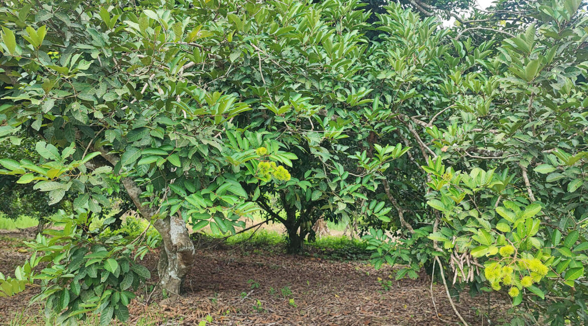 tanah-dusun-durian-tepi-jalan-besar-untuk-dijual-di-kuala-kangsar-16