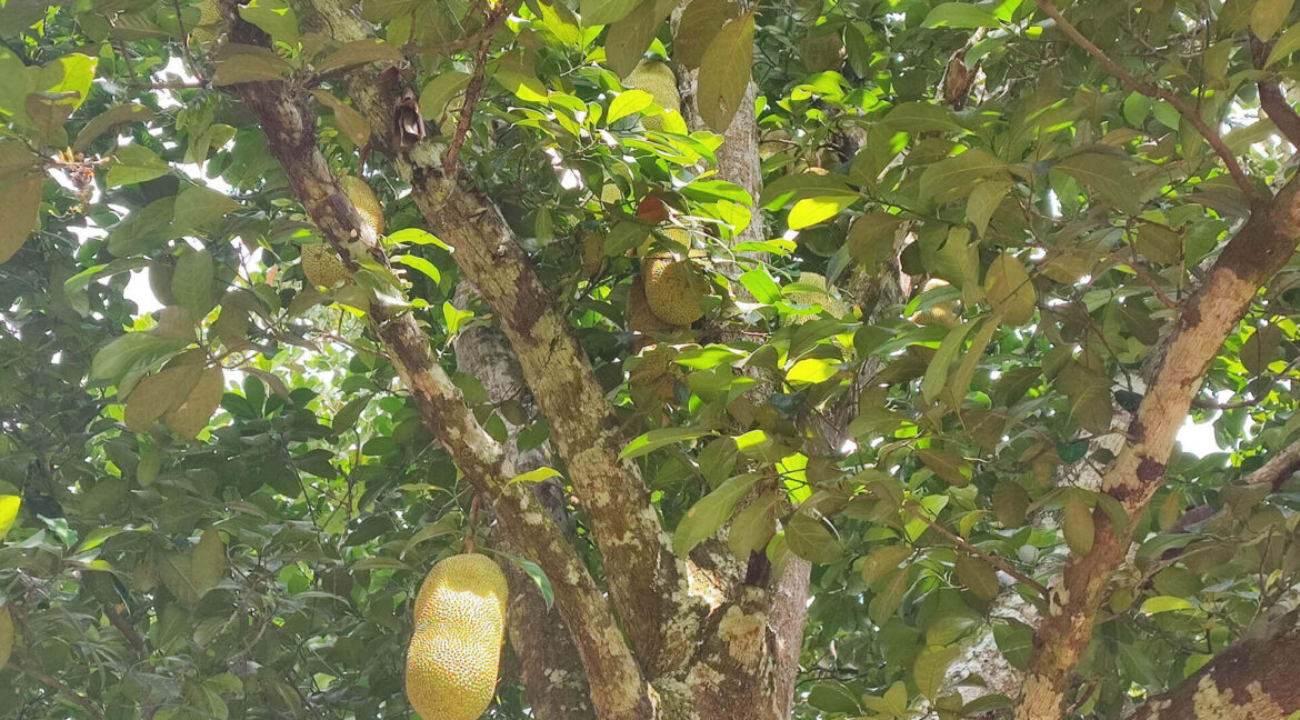 tanah-dusun-durian-tepi-jalan-besar-untuk-dijual-di-kuala-kangsar-18