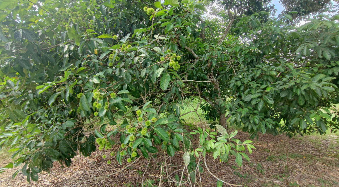 tanah-dusun-durian-tepi-jalan-besar-untuk-dijual-di-kuala-kangsar-19