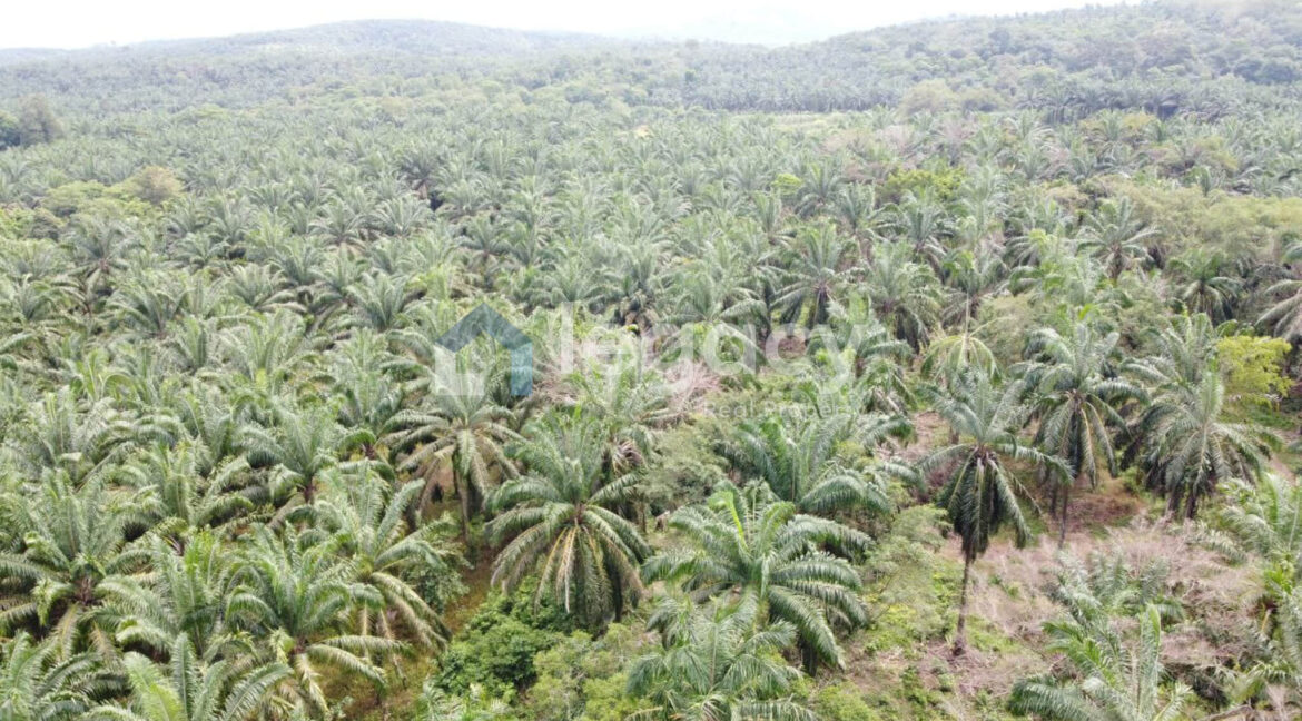 tanah-sawit-ada-jalan-air-untuk-dijual-di-selama-15