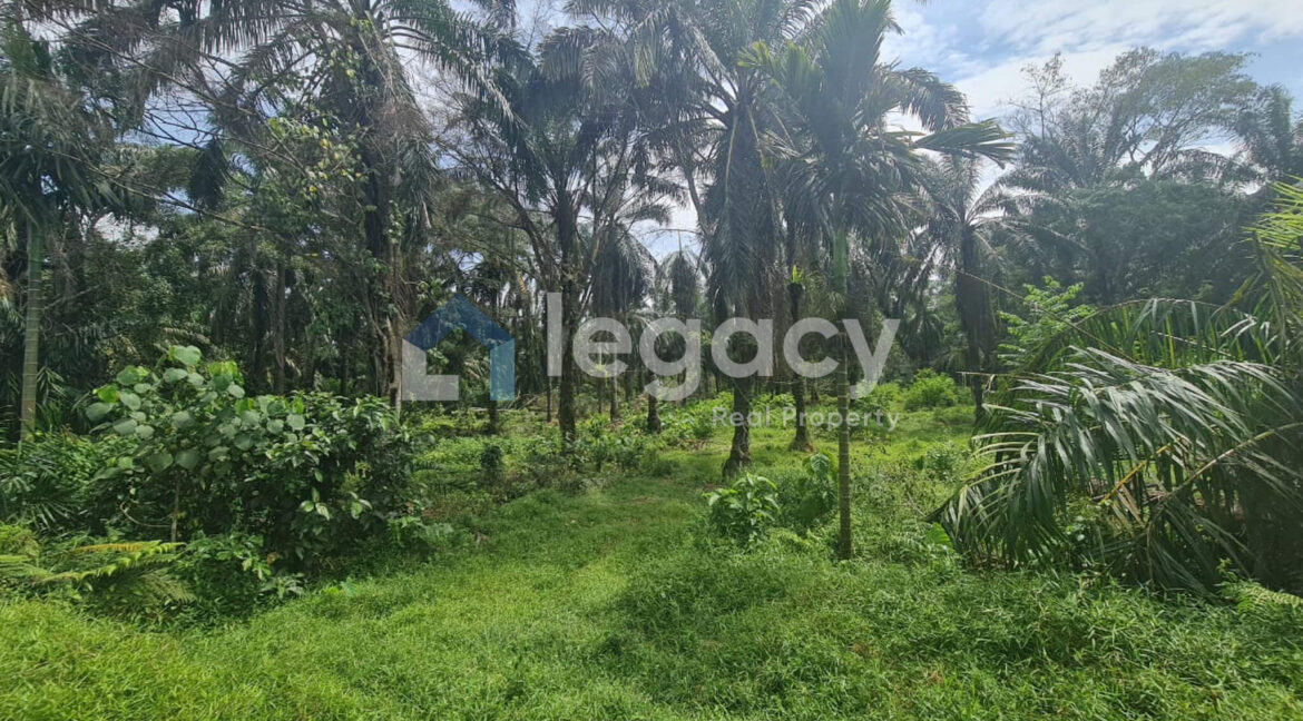 tanah-sawit-ada-jalan-air-untuk-dijual-di-selama-17