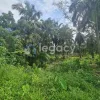 Tanah Sawit Ada Jalan & Air untuk dijual di Selama