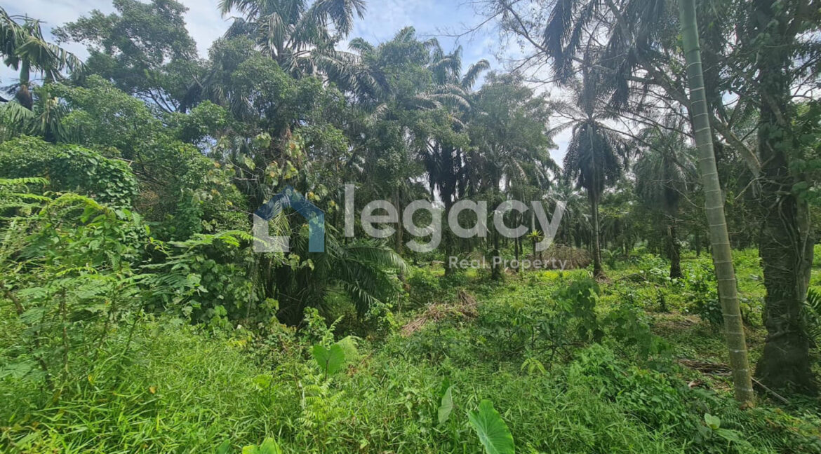Tanah Sawit Ada Jalan & Air untuk dijual di Selama