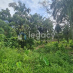 Tanah Sawit Ada Jalan & Air untuk dijual di Selama