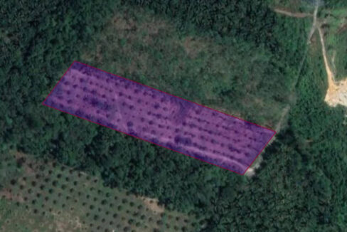 Tanah Sawit Untuk Dijual Di Bidor