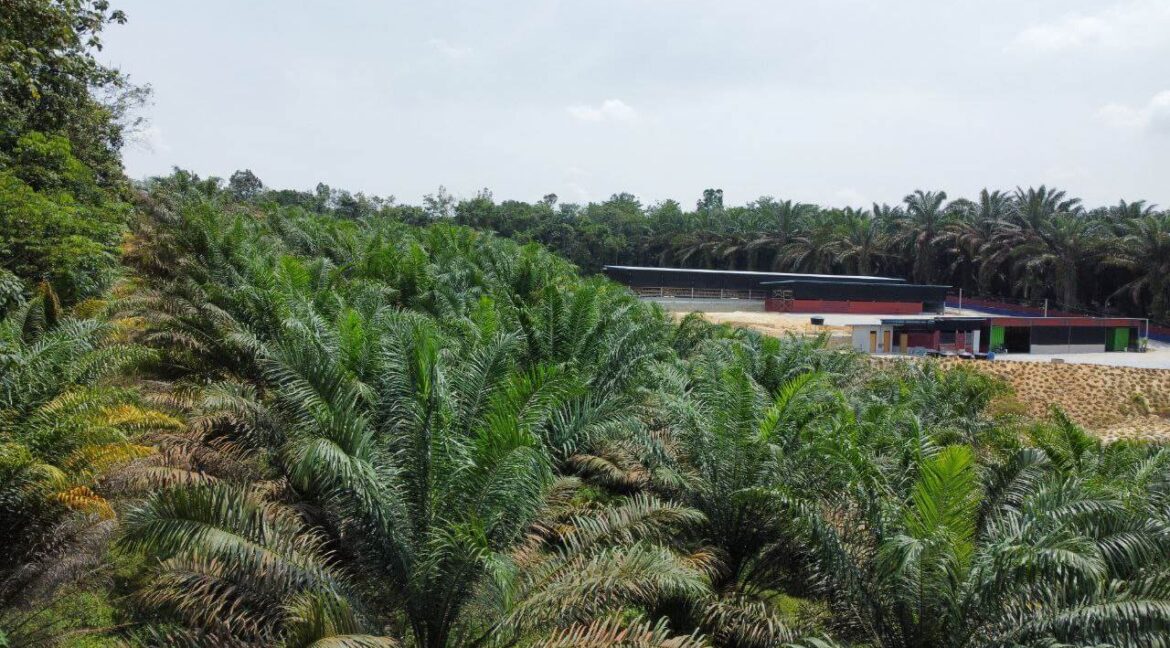 tanah-sawit-untuk-dijual-di-bidor-02