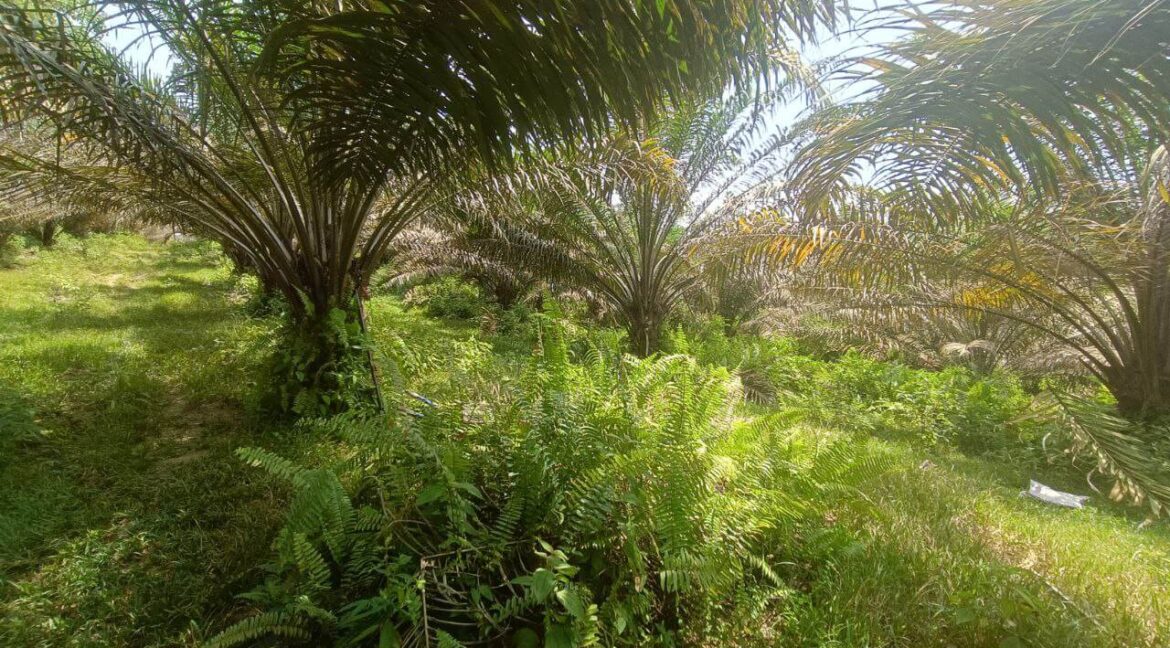 tanah-sawit-untuk-dijual-di-bidor-04