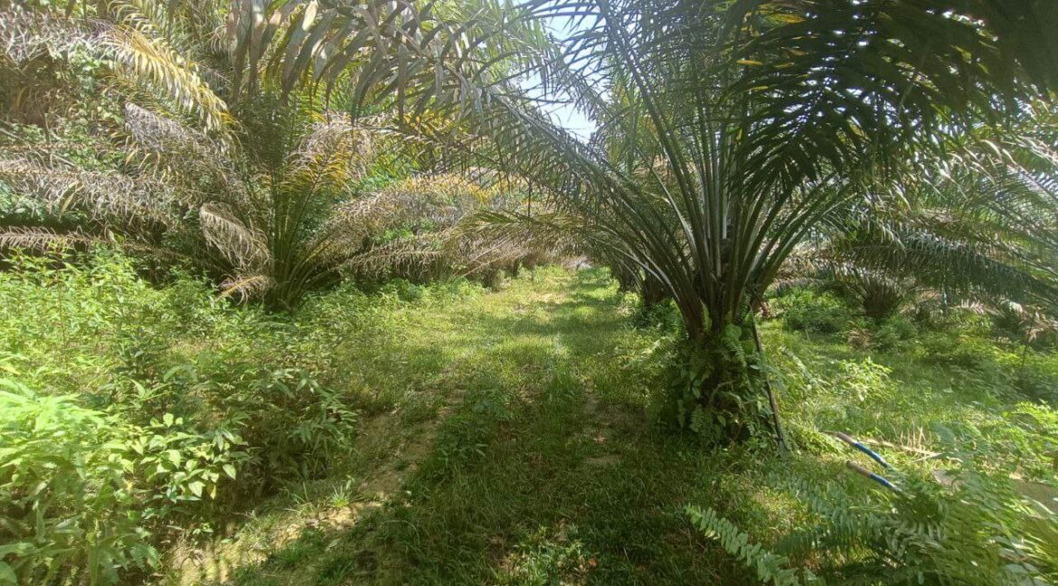 tanah-sawit-untuk-dijual-di-bidor-05