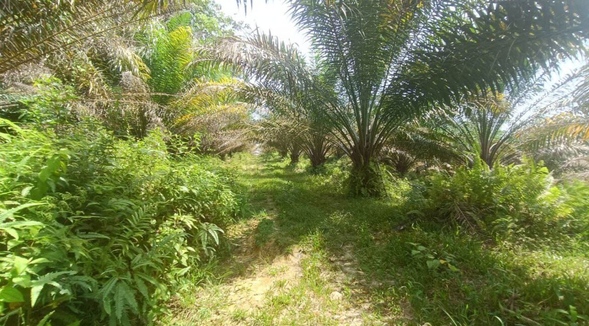 tanah-sawit-untuk-dijual-di-bidor-06