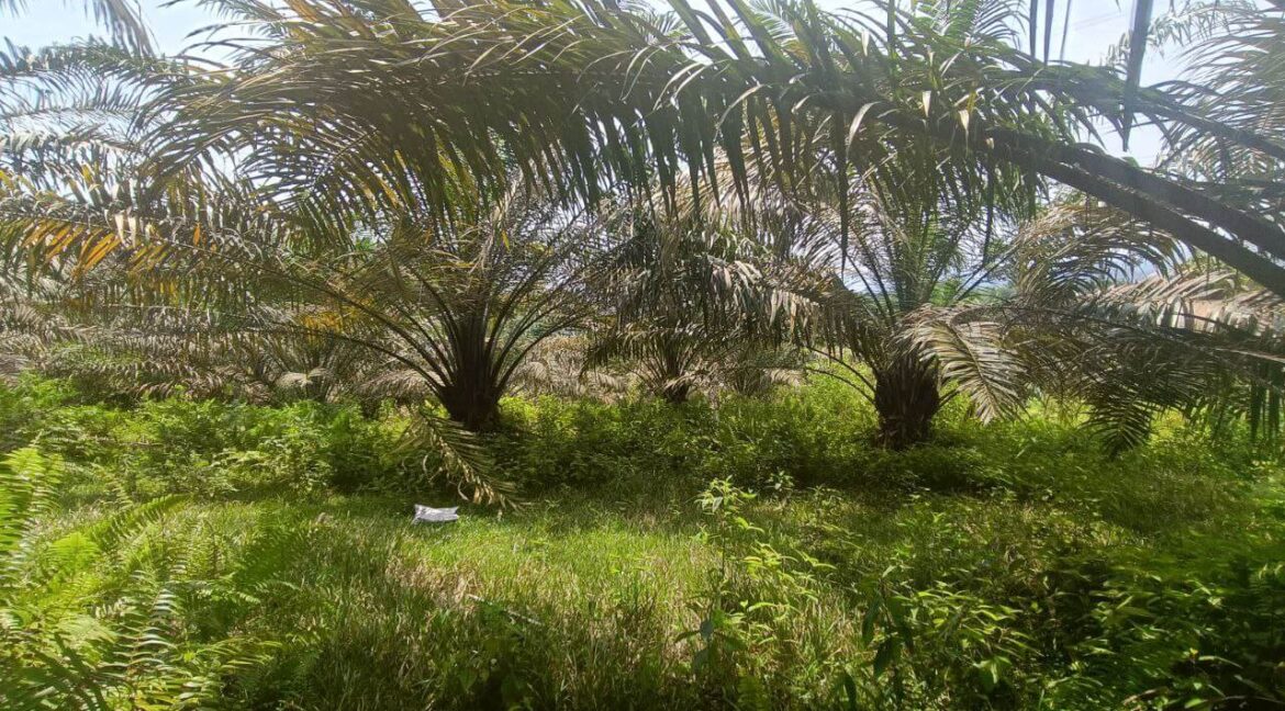 tanah-sawit-untuk-dijual-di-bidor-07