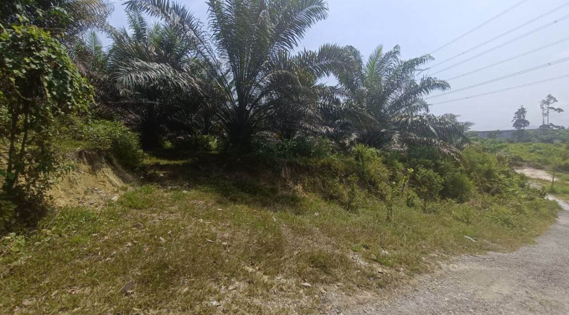 tanah-sawit-untuk-dijual-di-bidor-09