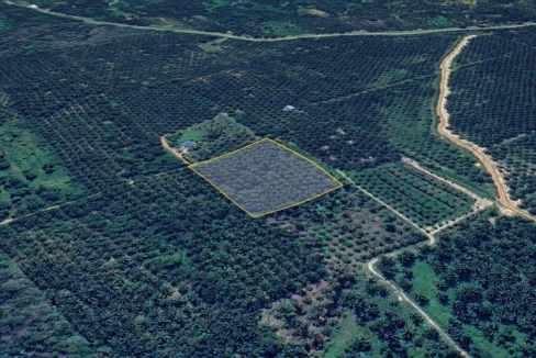 Tanah Pertanian Sawit Untuk Dijual Di Redang Panjang, Selama