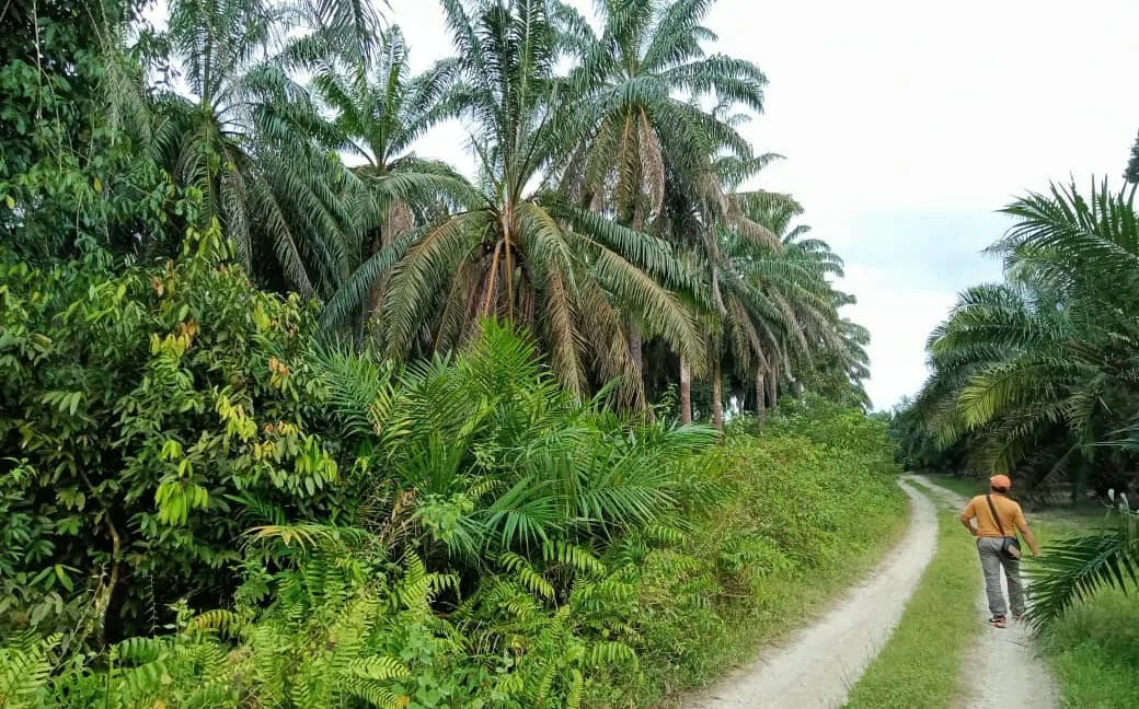 tanah-pertanian-sawit-untuk-dijual-di-redang-panjang-selama-02