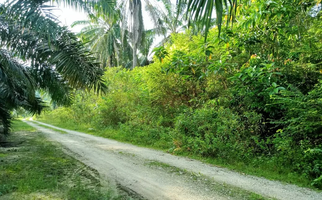 tanah-pertanian-sawit-untuk-dijual-di-redang-panjang-selama-03