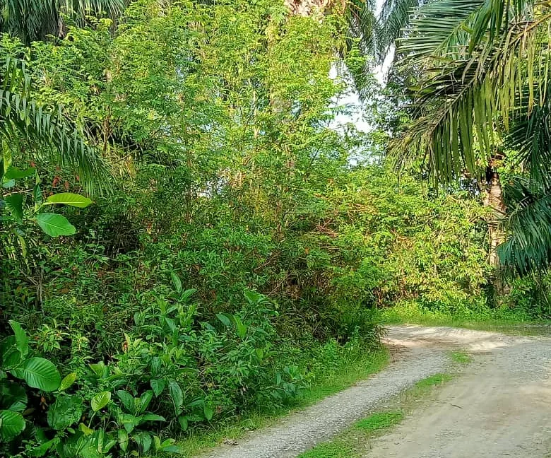 tanah-pertanian-sawit-untuk-dijual-di-redang-panjang-selama-04