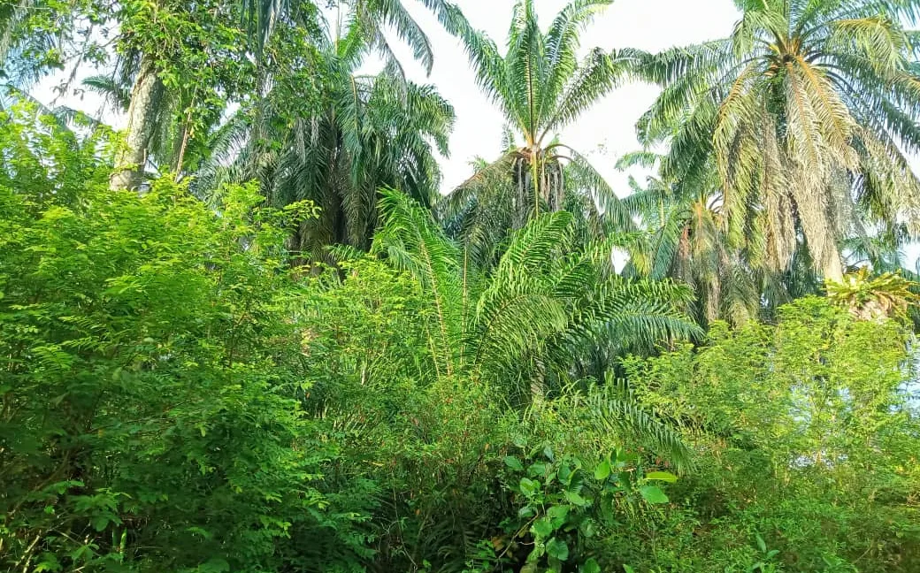 tanah-pertanian-sawit-untuk-dijual-di-redang-panjang-selama-05