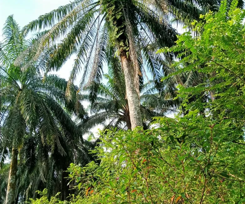 tanah-pertanian-sawit-untuk-dijual-di-redang-panjang-selama-06