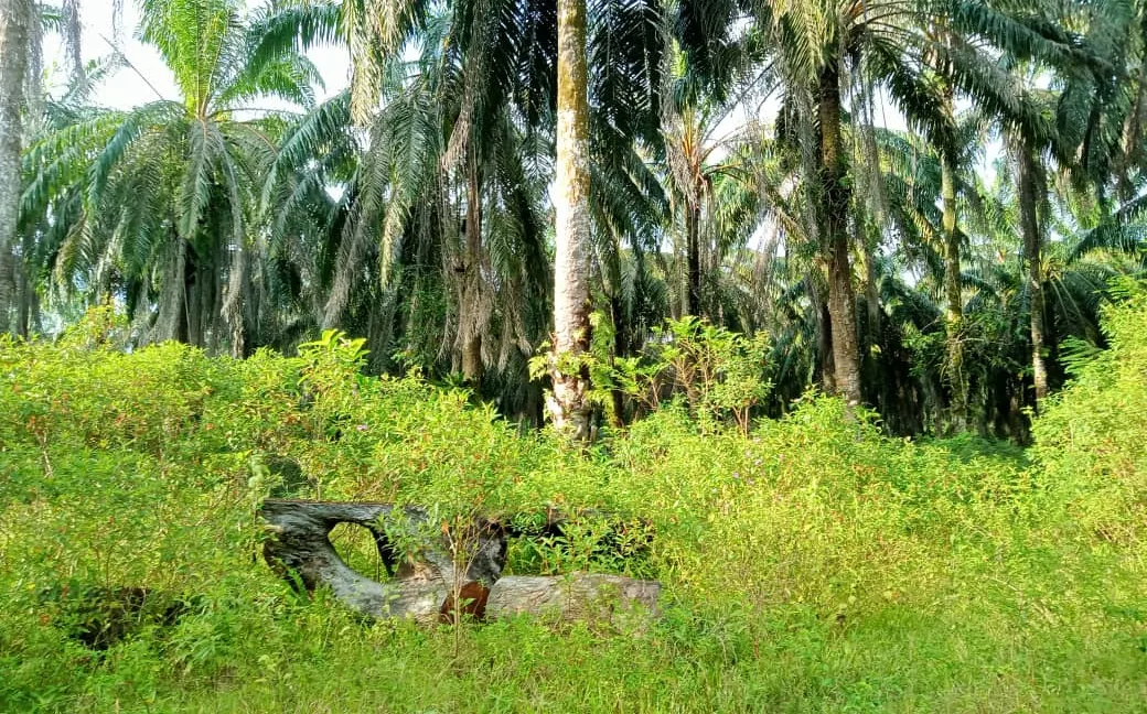 tanah-pertanian-sawit-untuk-dijual-di-redang-panjang-selama-07