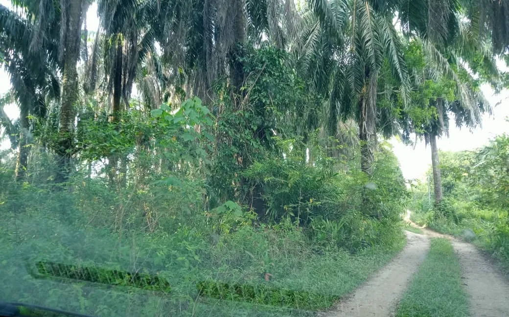 tanah-pertanian-sawit-untuk-dijual-di-redang-panjang-selama-08