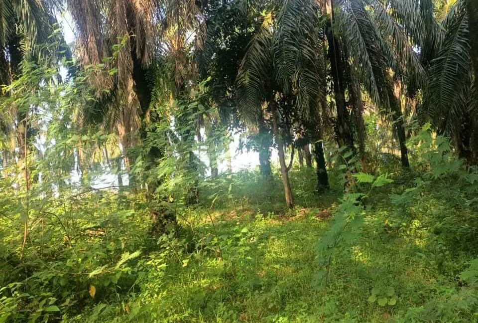 Tanah Sawit Hasil Stabil untuk dijual di Sungai Dendeng, Selama