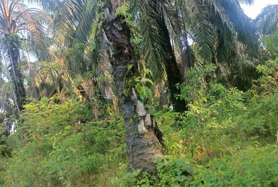 tanah-sawit-hasil-stabil-untuk-dijual-di-sungai-dendeng-selama-02