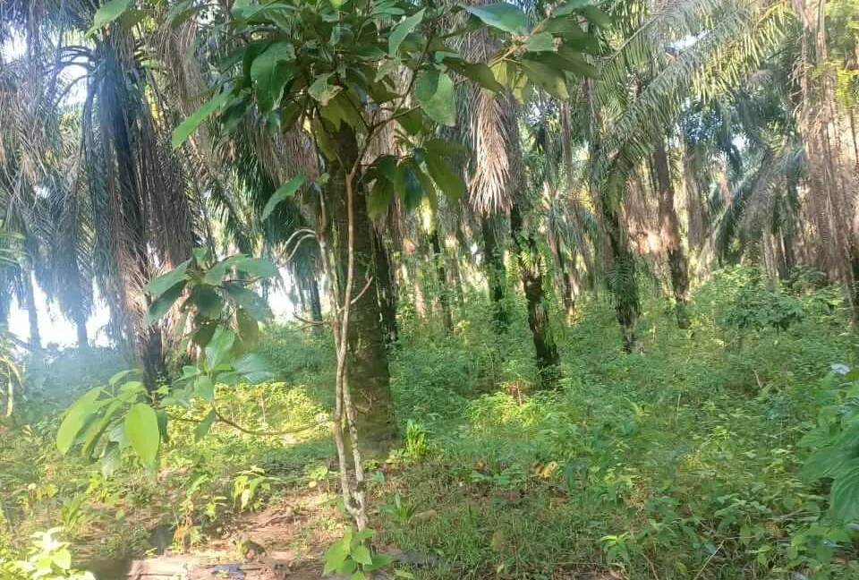 tanah-sawit-hasil-stabil-untuk-dijual-di-sungai-dendeng-selama-03