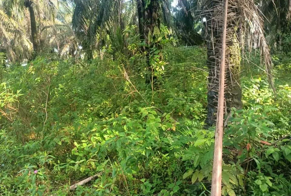 tanah-sawit-hasil-stabil-untuk-dijual-di-sungai-dendeng-selama-06