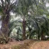 Tanah Sawit Untuk Dijual Di Batu Kurau