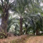 Tanah Sawit Untuk Dijual Di Batu Kurau