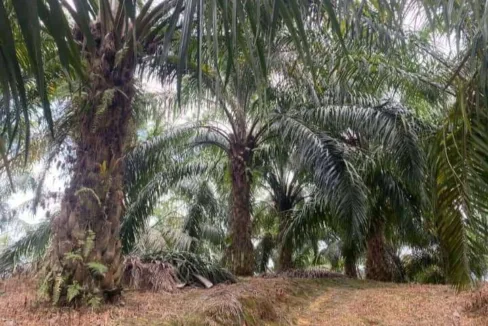 Tanah Sawit Untuk Dijual Di Batu Kurau