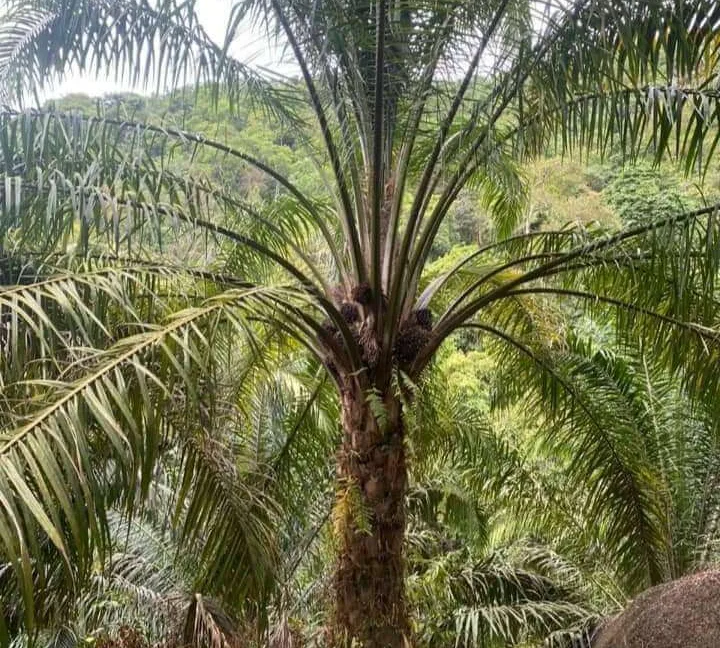 tanah-sawit-untuk-dijual-di-batu-kurau-05