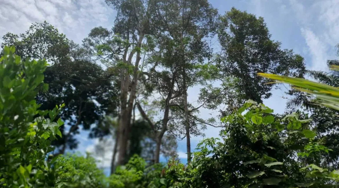 tanah-ada-durian-dan-sungai-untuk-dijual-di-kati-kuala-kangsar-04