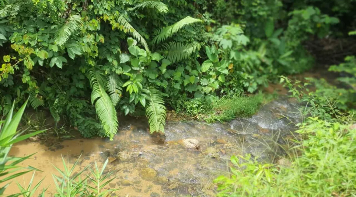 tanah-ada-durian-dan-sungai-untuk-dijual-di-kati-kuala-kangsar-05