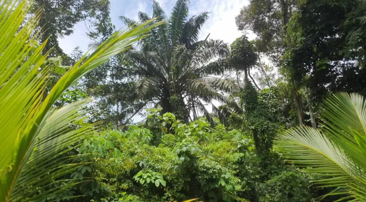 tanah-ada-durian-dan-sungai-untuk-dijual-di-kati-kuala-kangsar-06