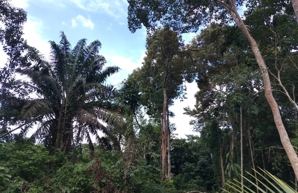 tanah-ada-durian-dan-sungai-untuk-dijual-di-kati-kuala-kangsar-07