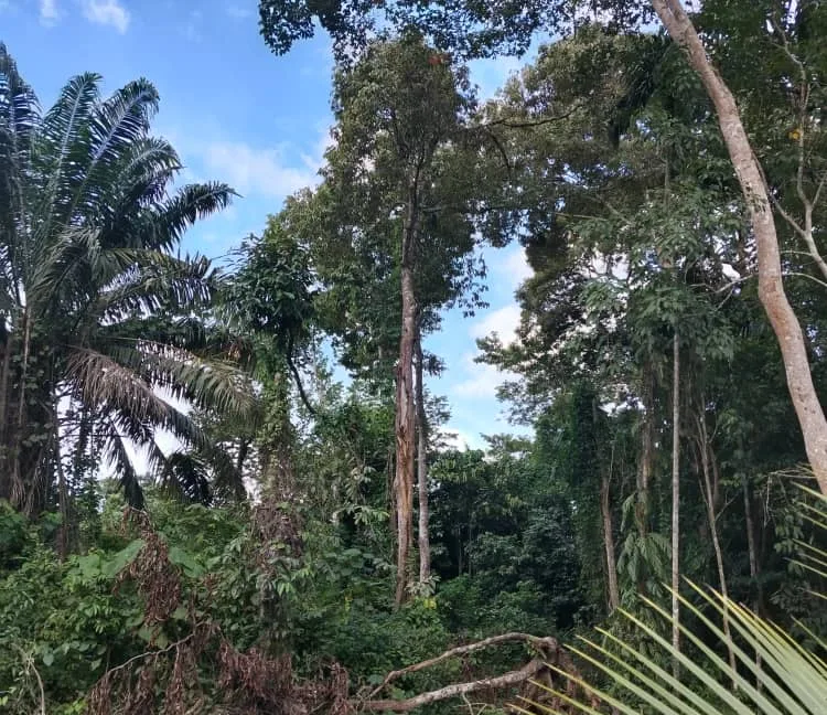 tanah-ada-durian-dan-sungai-untuk-dijual-di-kati-kuala-kangsar-08